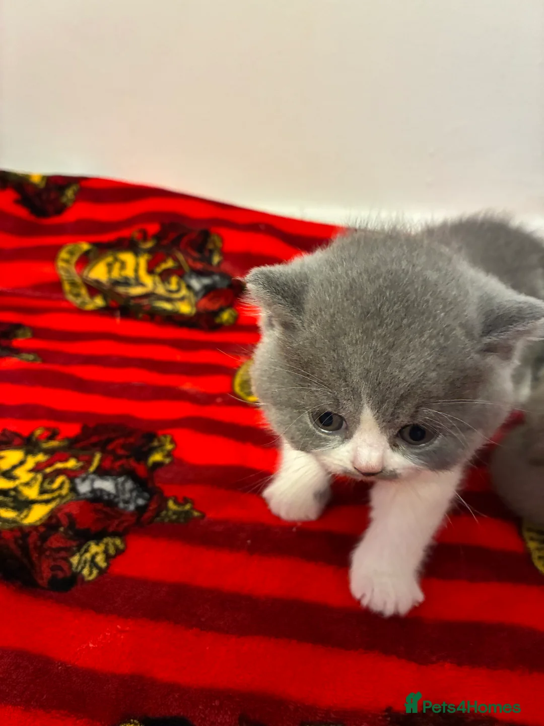 British Shorthair cats for sale: LAST 1 REMAINING BSH TICA KITTENS - Advert 19