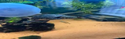 Turtle reptiles for sale: 2 musk turtles and set up  - Advert 6