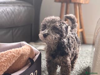 Mixed Breed dogs Toy/mini poodle blue Merle phantom female puppy - Advert 1