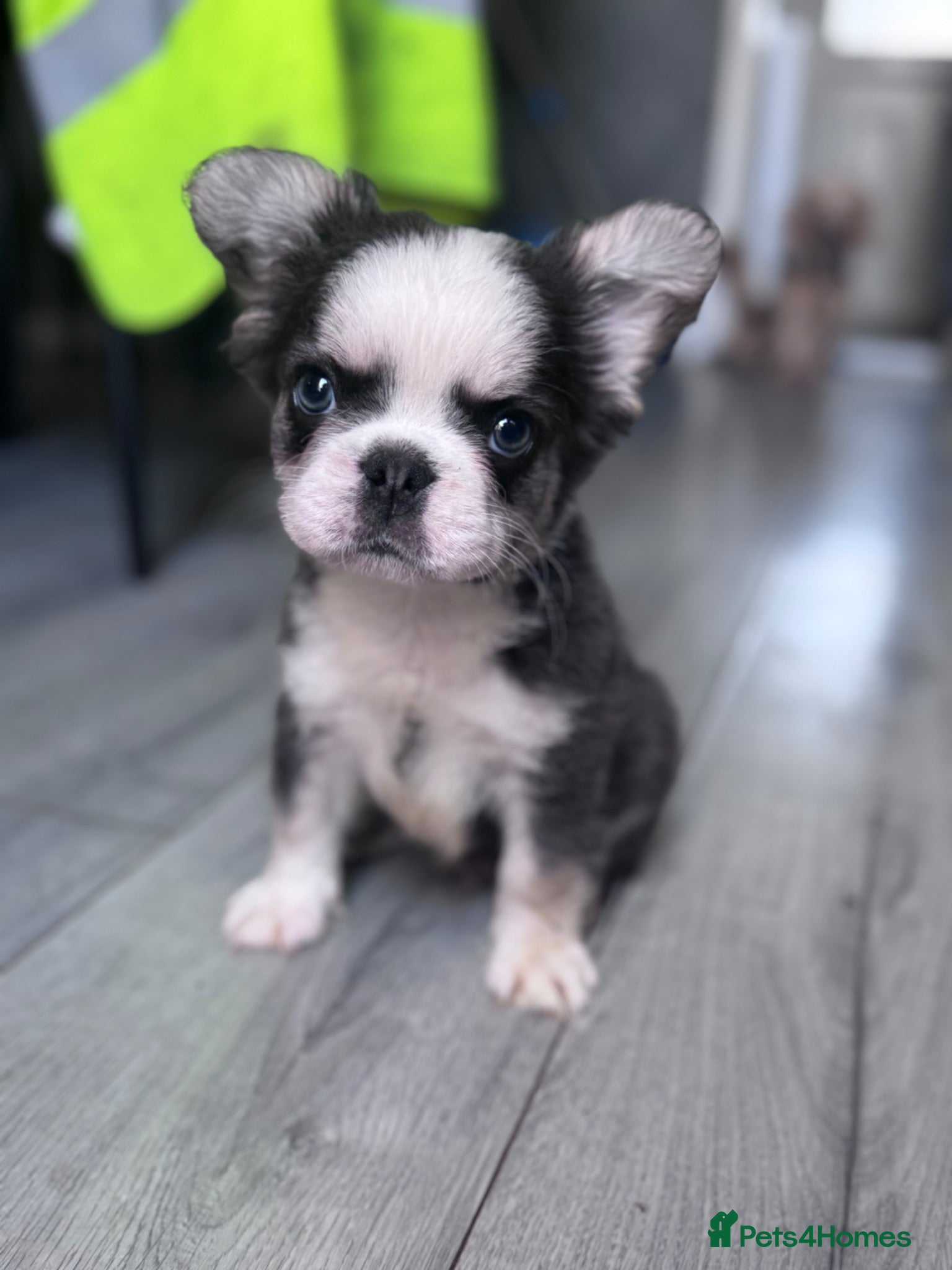 French Bulldog dogs Adorable fluffy frenchies - Advert 2