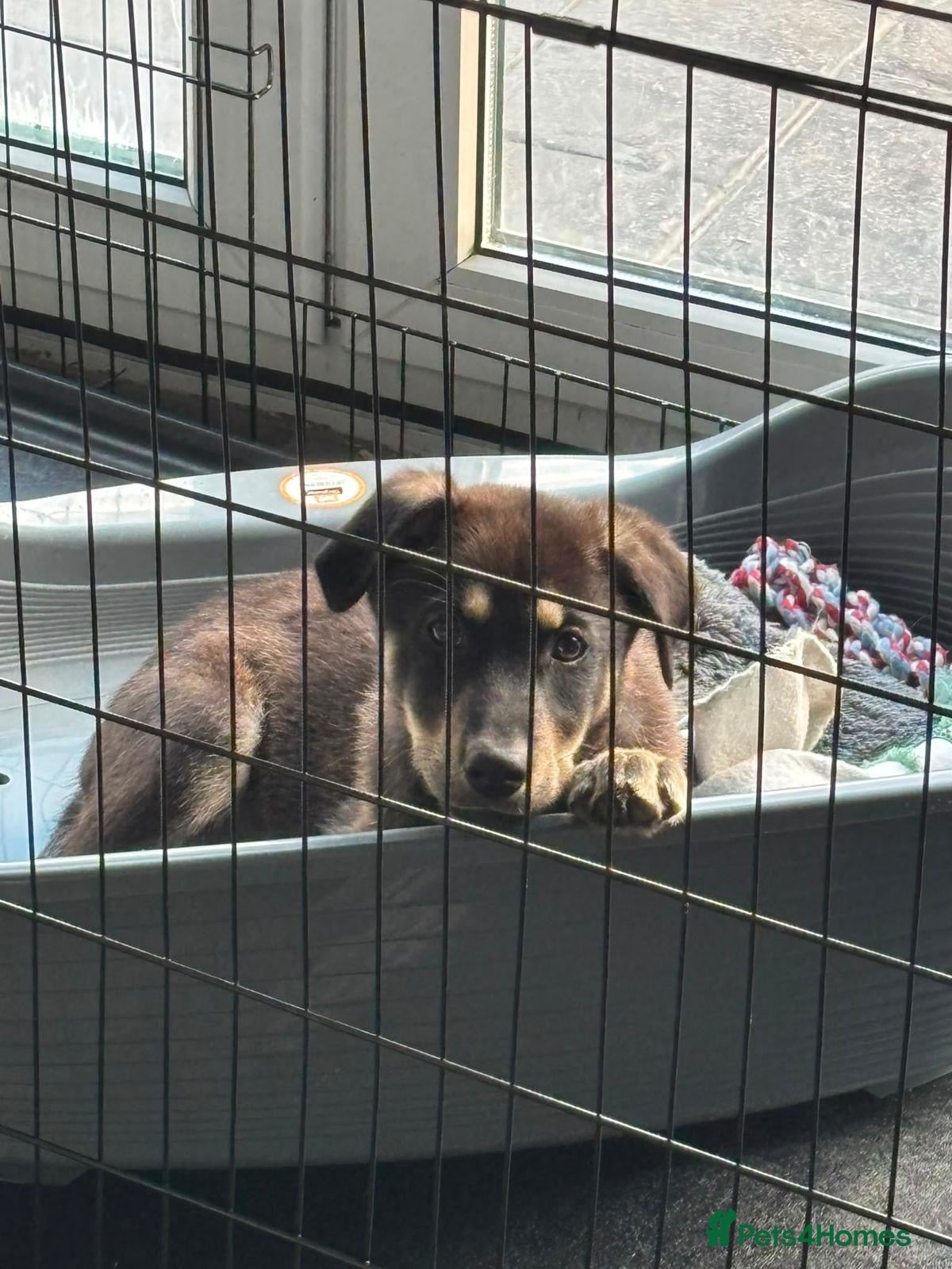 German Shepherd dogs for sale: Last German Shepherd Pup! in Willenhall - Advert 5