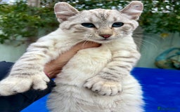 Keetso cats for sale: Rare Keetso female for breeding  - Advert 12