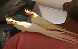 Cockatiels birds for sale: 2 x lutino cockatiels babies 7 weeks old - Image 4