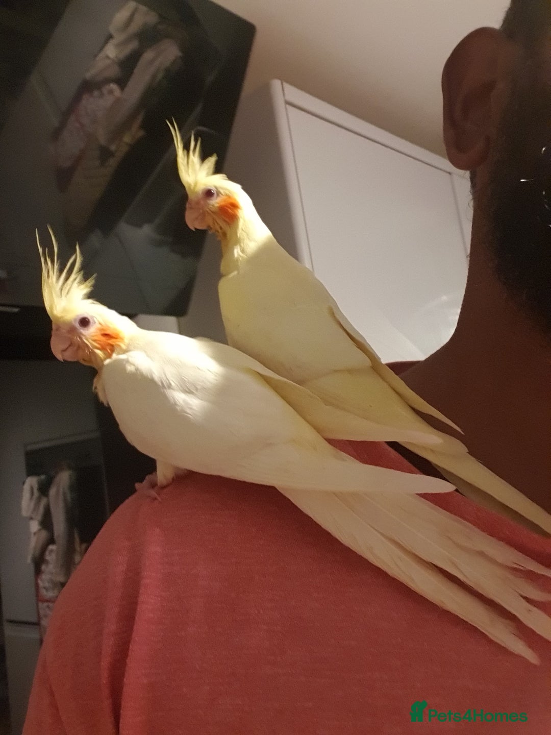 Cockatiels birds for sale: 2 x lutino cockatiels babies 7 weeks old - Image 4