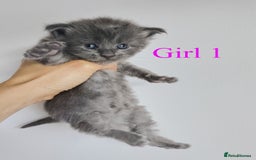 Maine Coon cats for sale: Blue Maine coon kittens - DNA health tested - Image 4