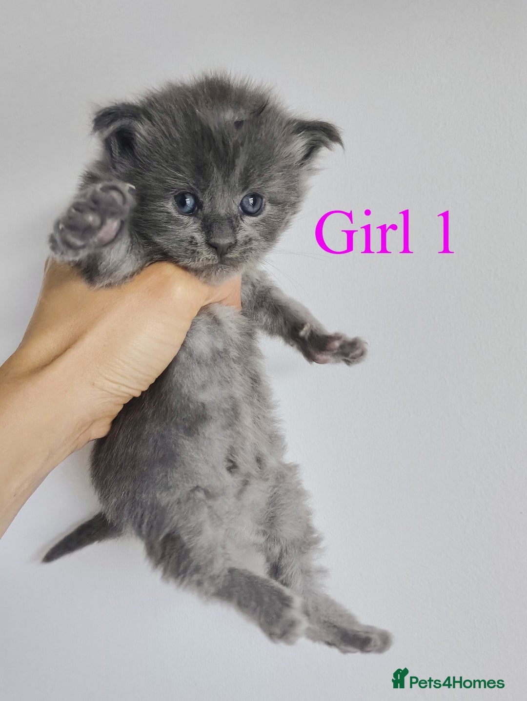 Maine Coon cats for sale: Blue Maine coon kittens - DNA health tested - Image 4