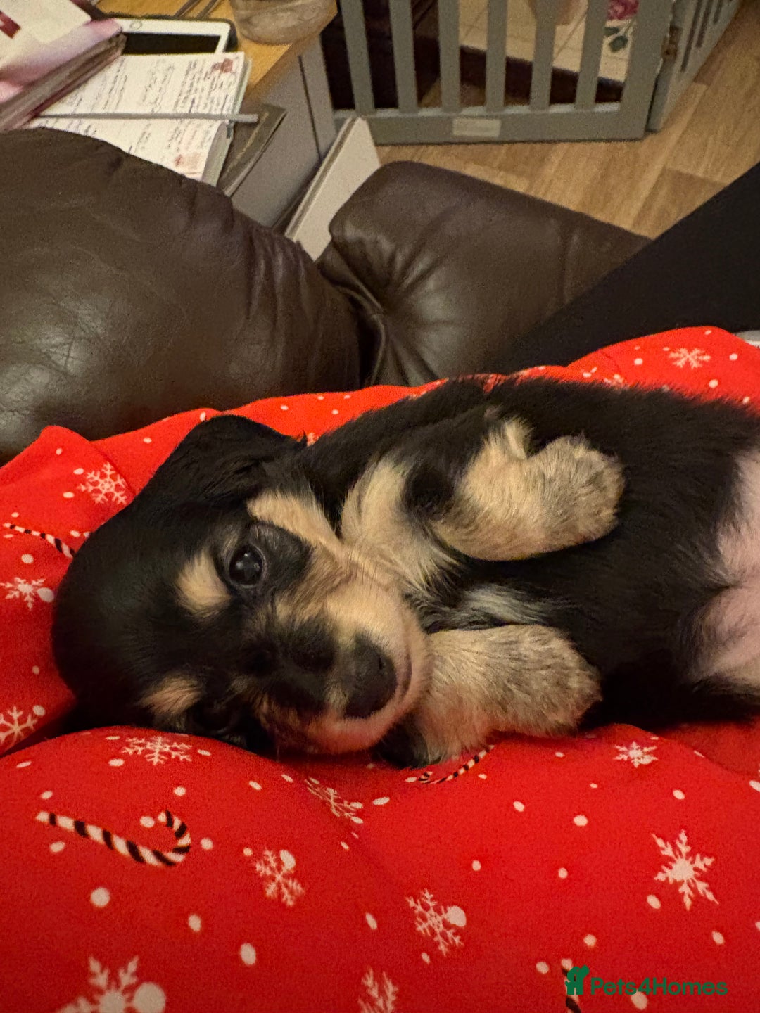 Miniature Dachshund dogs for sale: Stunning litter of Mini Long Haired Dachshunds - Advert 2
