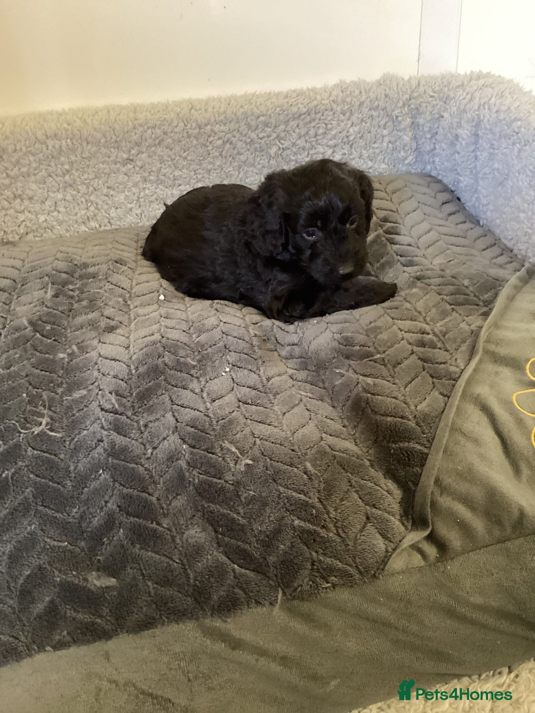 Cockapoo dogs for sale: F1 cockapoos  - Image 3