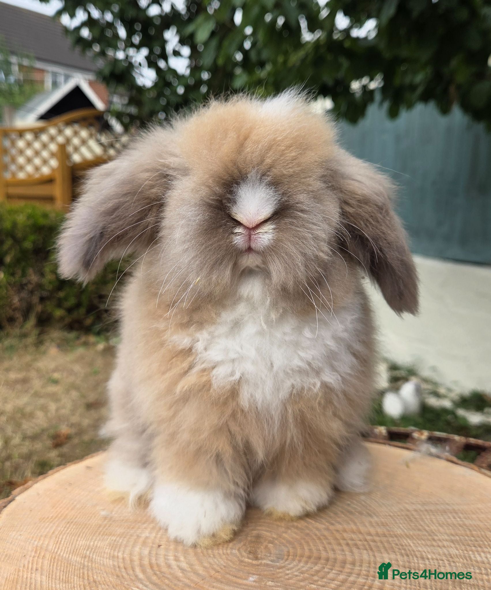 Angora rabbits Teddywidders ready to go now  - Advert 8