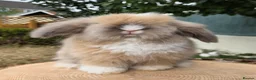 Angora rabbits for sale: Teddywidders ready to go now  - Advert 19