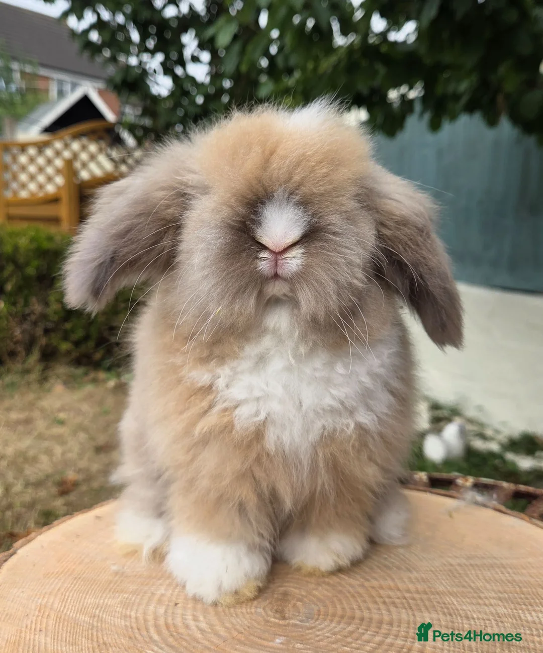Angora rabbits for sale: Teddywidders super fluffy   - Advert 1
