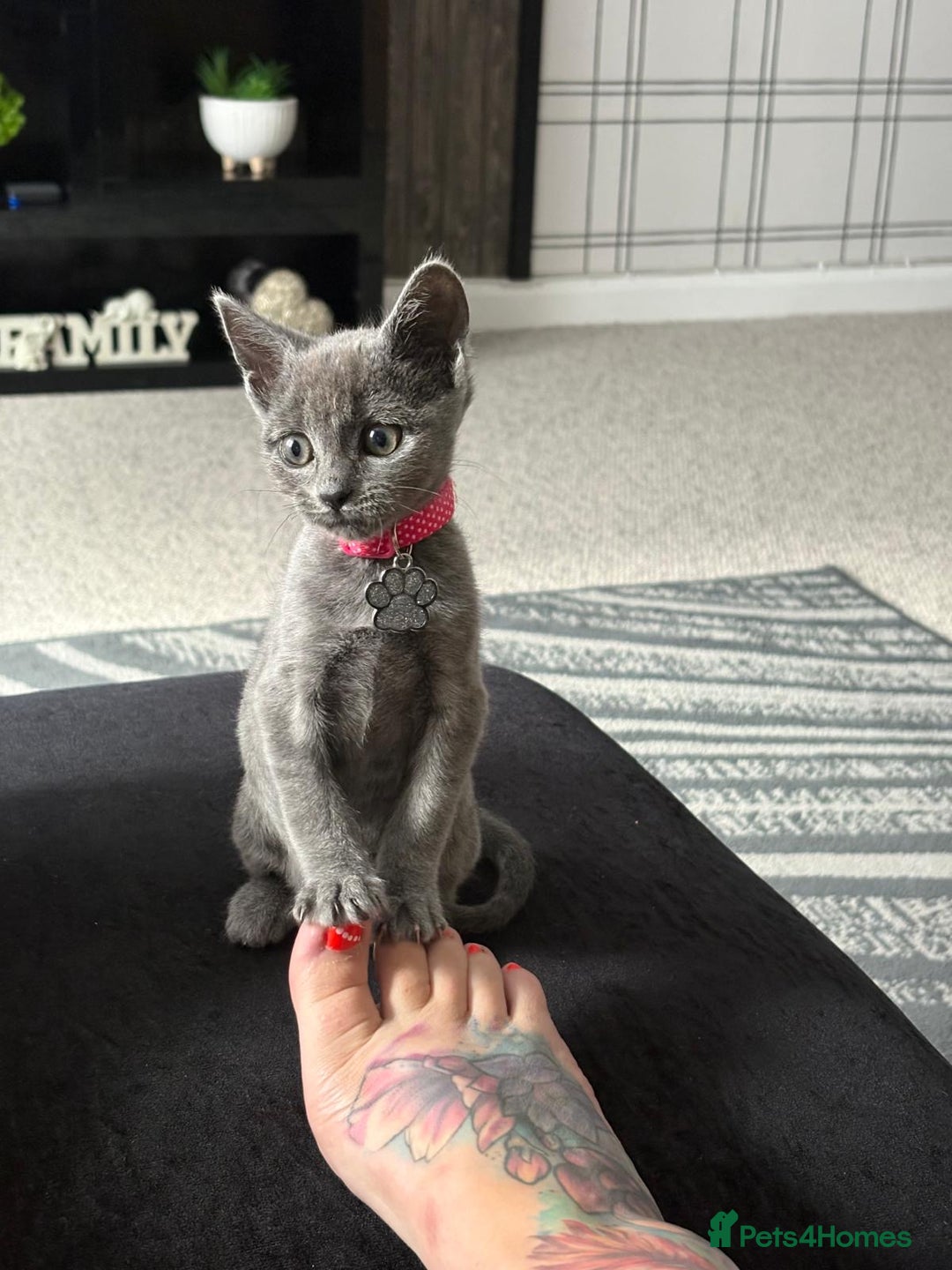 Mixed Breed cats for sale: Female Grey Kitten  - Image 4