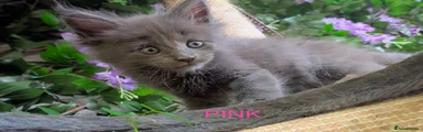 Maine Coon 2