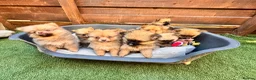 Pomeranian dogs for sale: ✨🐶 9  Beautiful Pomeranian Puppies  - Advert 7