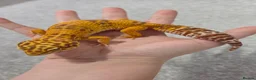Leopard Gecko reptiles for sale: Adult Female Leopard Gecko with 2ft Setup - Advert 2