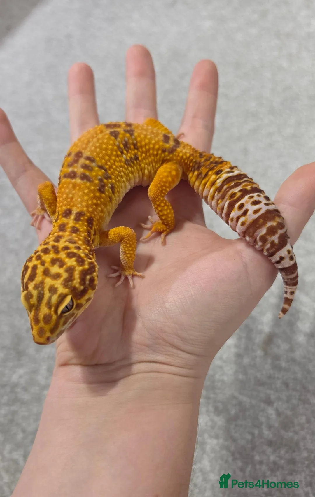 Leopard Gecko reptiles for sale: Adult Female Leopard Gecko with 2ft Setup - Advert 2