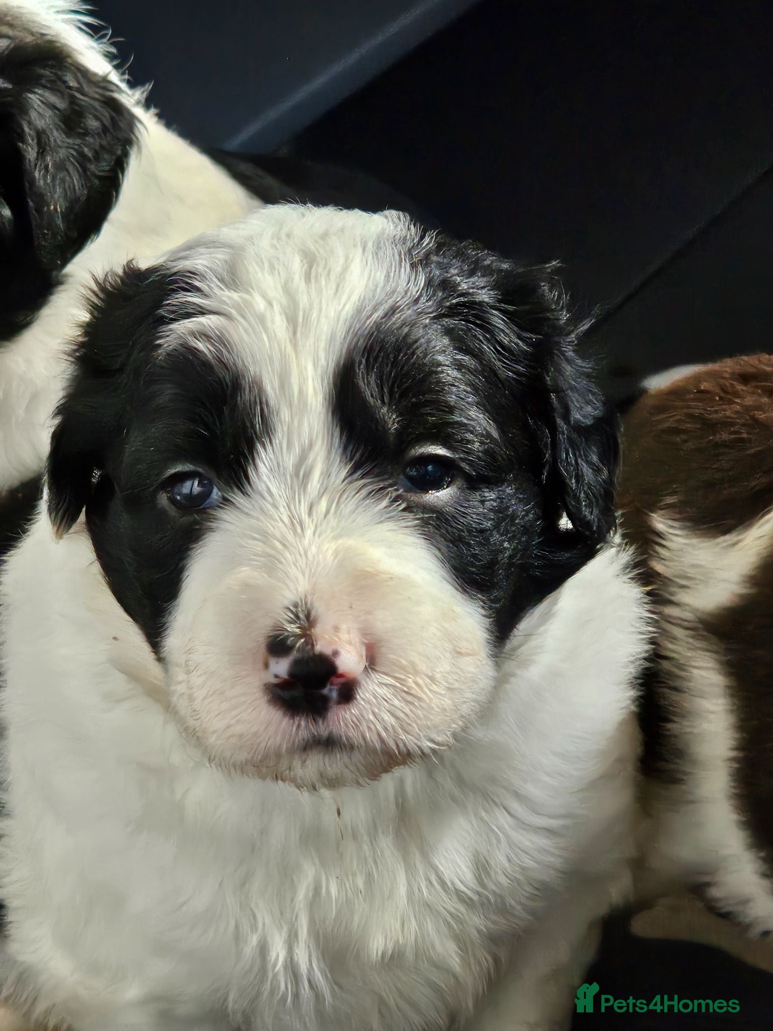 Mixed Breed dogs Handsome Black/white and brown/white boy puppies - Advert 2