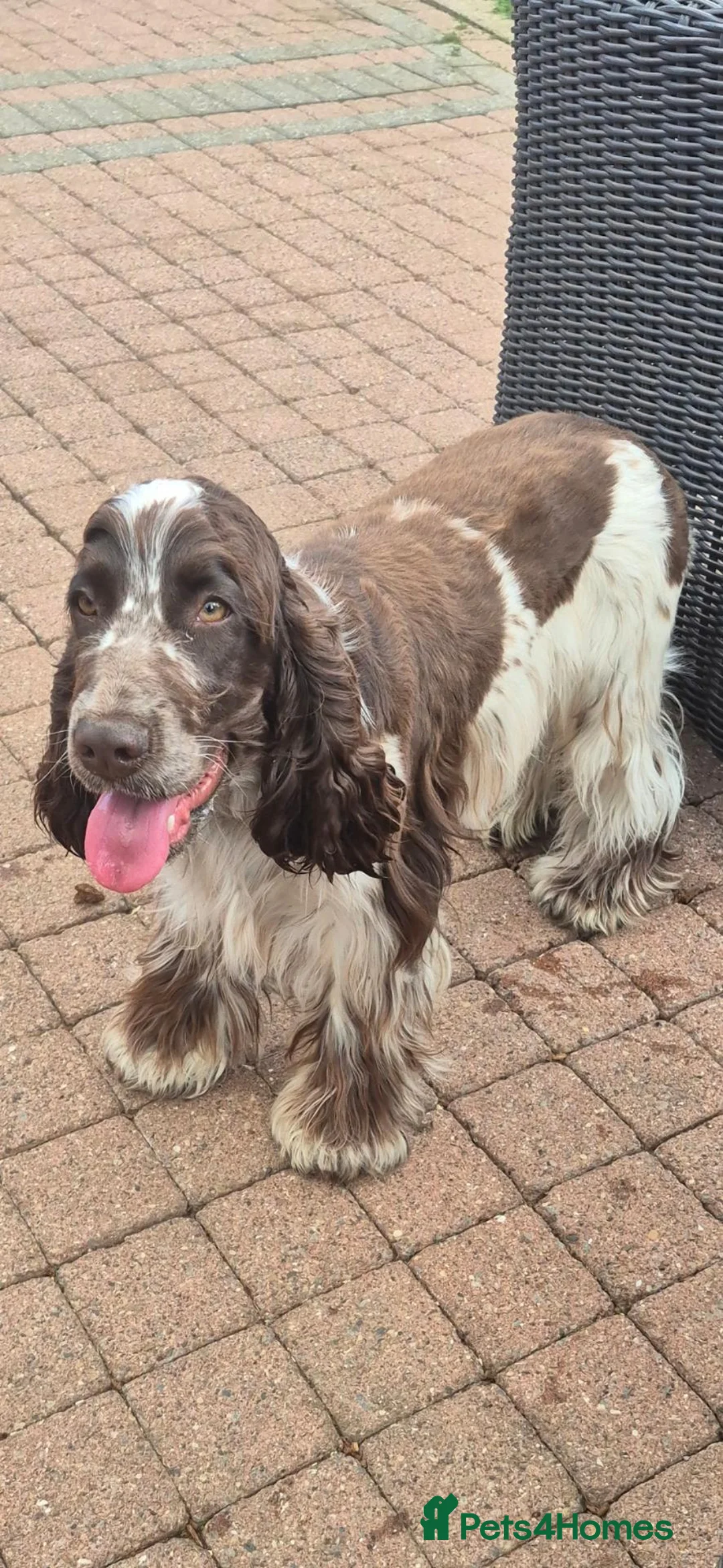 Cocker Spaniel dogs for stud: Show cocker spaniel proven stud - Advert 1
