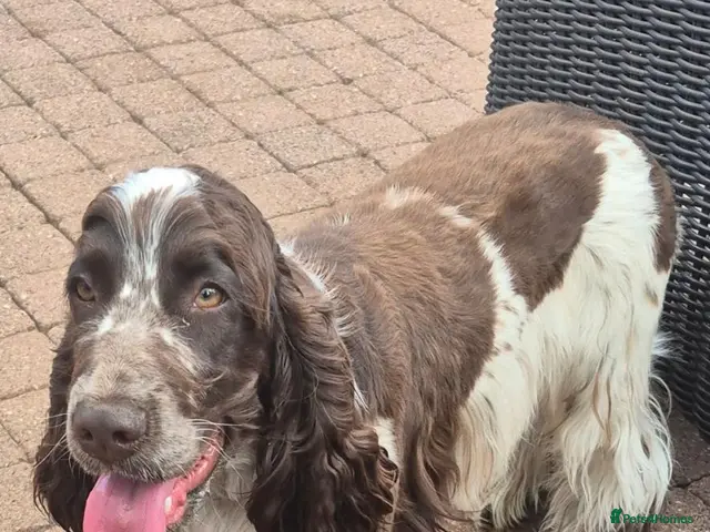 Cocker Spaniel dogs for stud: Show cocker spaniel proven stud - Advert 1
