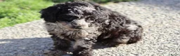 Cavapoochon dogs for sale: Beautiful Cavapoochon puppies for sale - Advert 24