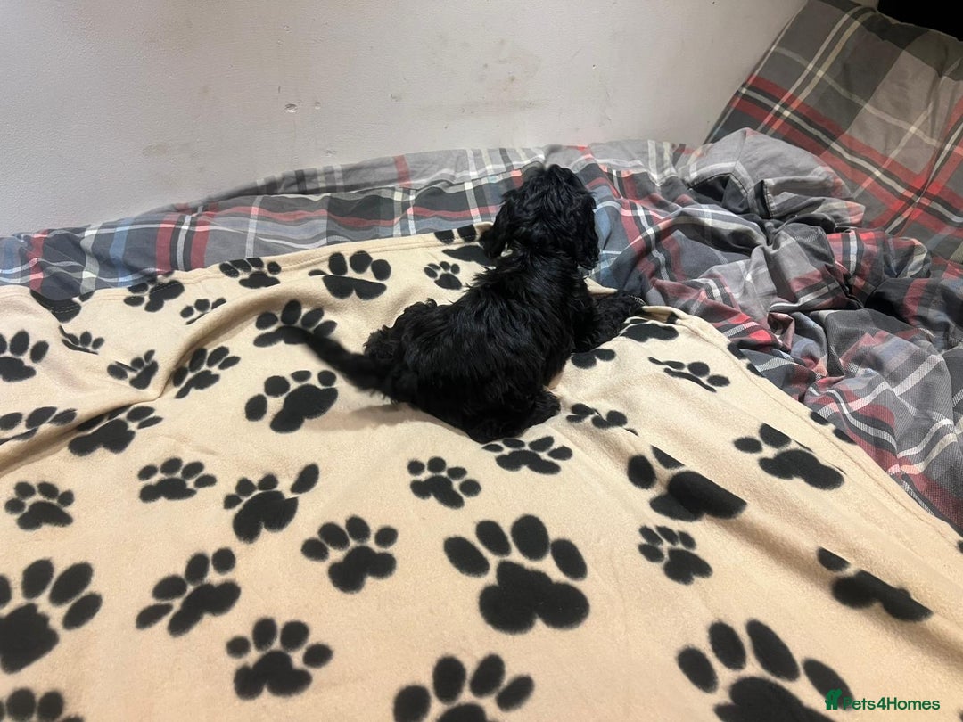 Cockapoo dogs for sale: Cocker spaniel/ cocapoo  - Advert 17