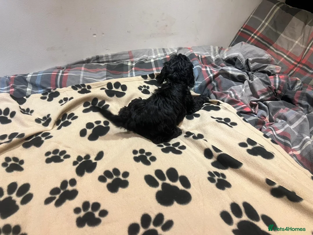 Cockapoo dogs for sale: Cocker spaniel/ cocapoo  - Advert 17