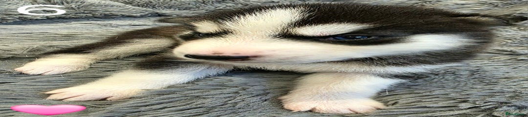 Siberian Husky Puppy 6