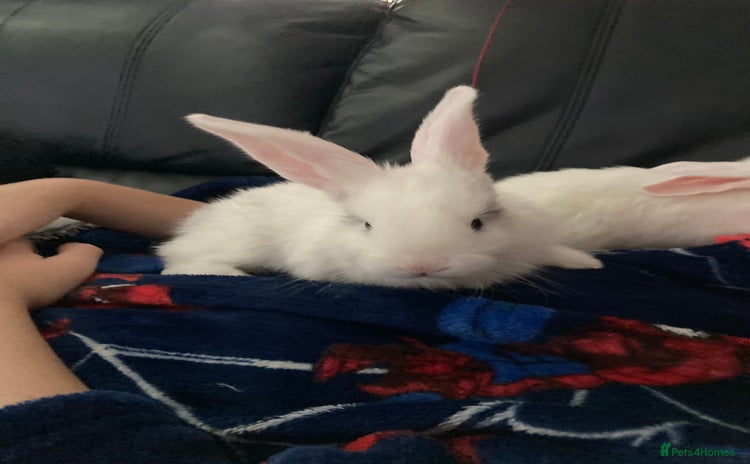 Continental Giant rabbits - Advert 6