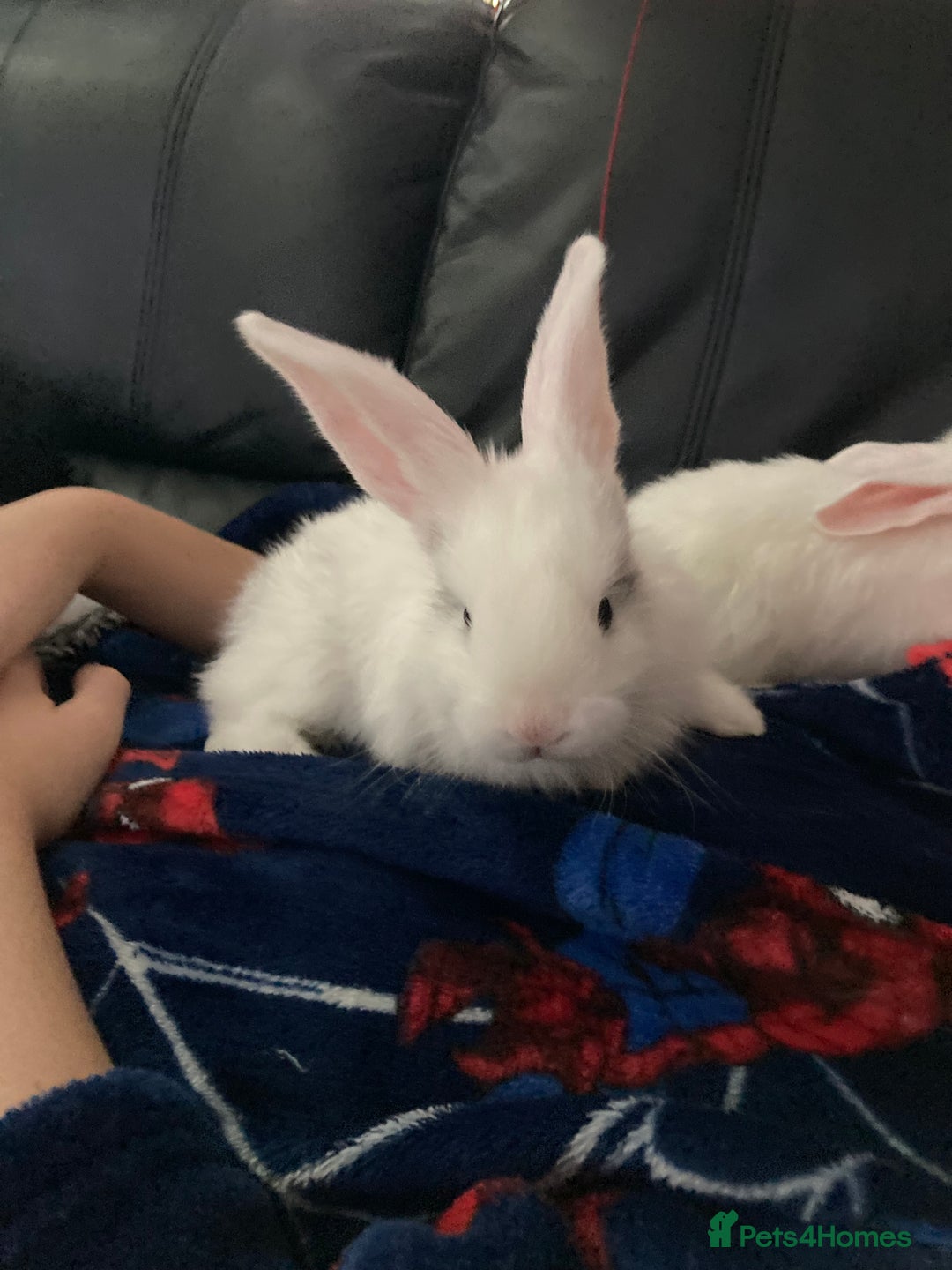 Continental Giant rabbits for sale: 6 weeks old Continental rabbits - Image 1
