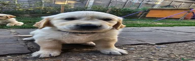 Golden Retriever 1