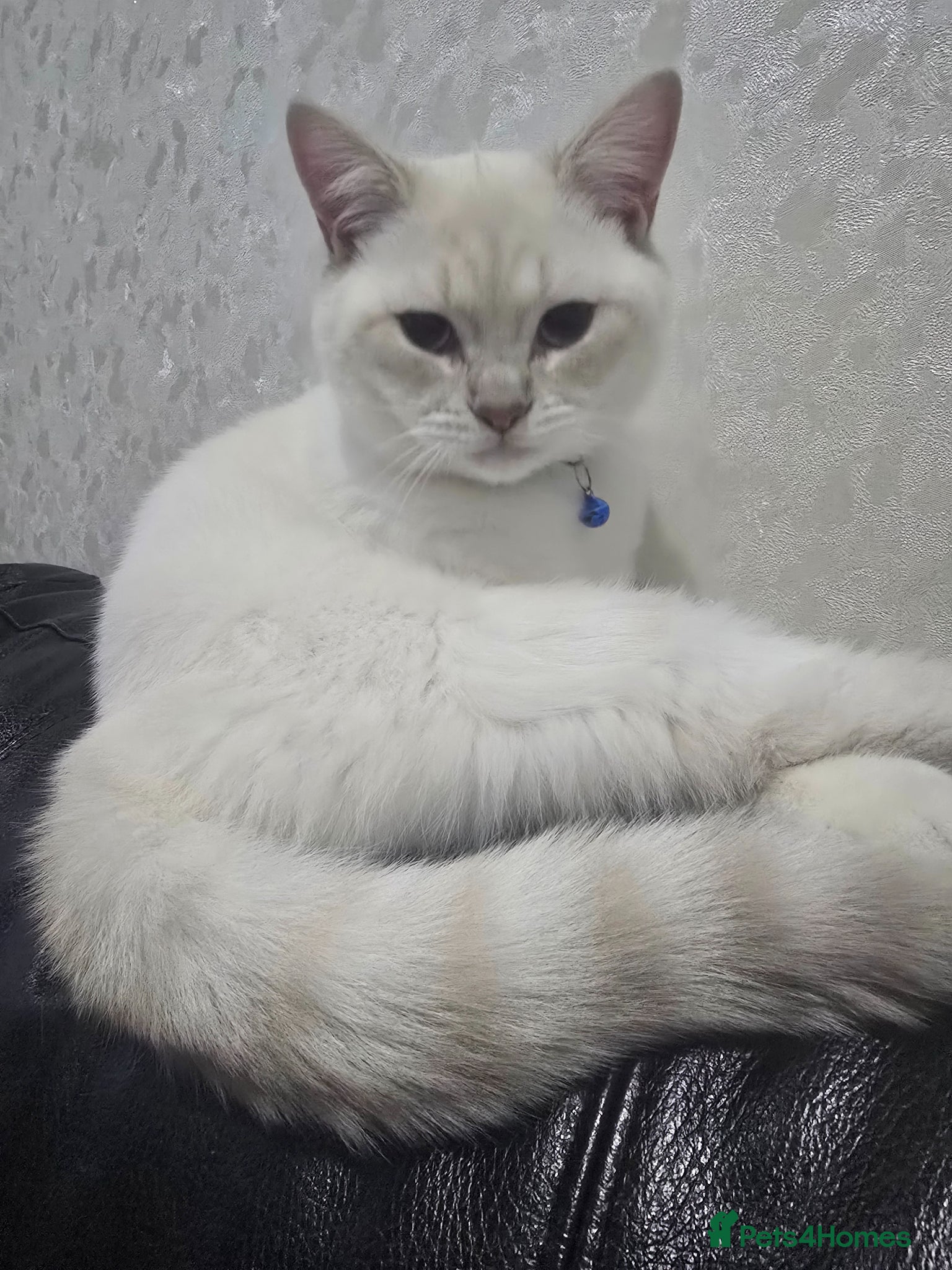 British Shorthair cats British shorthair - Advert 4