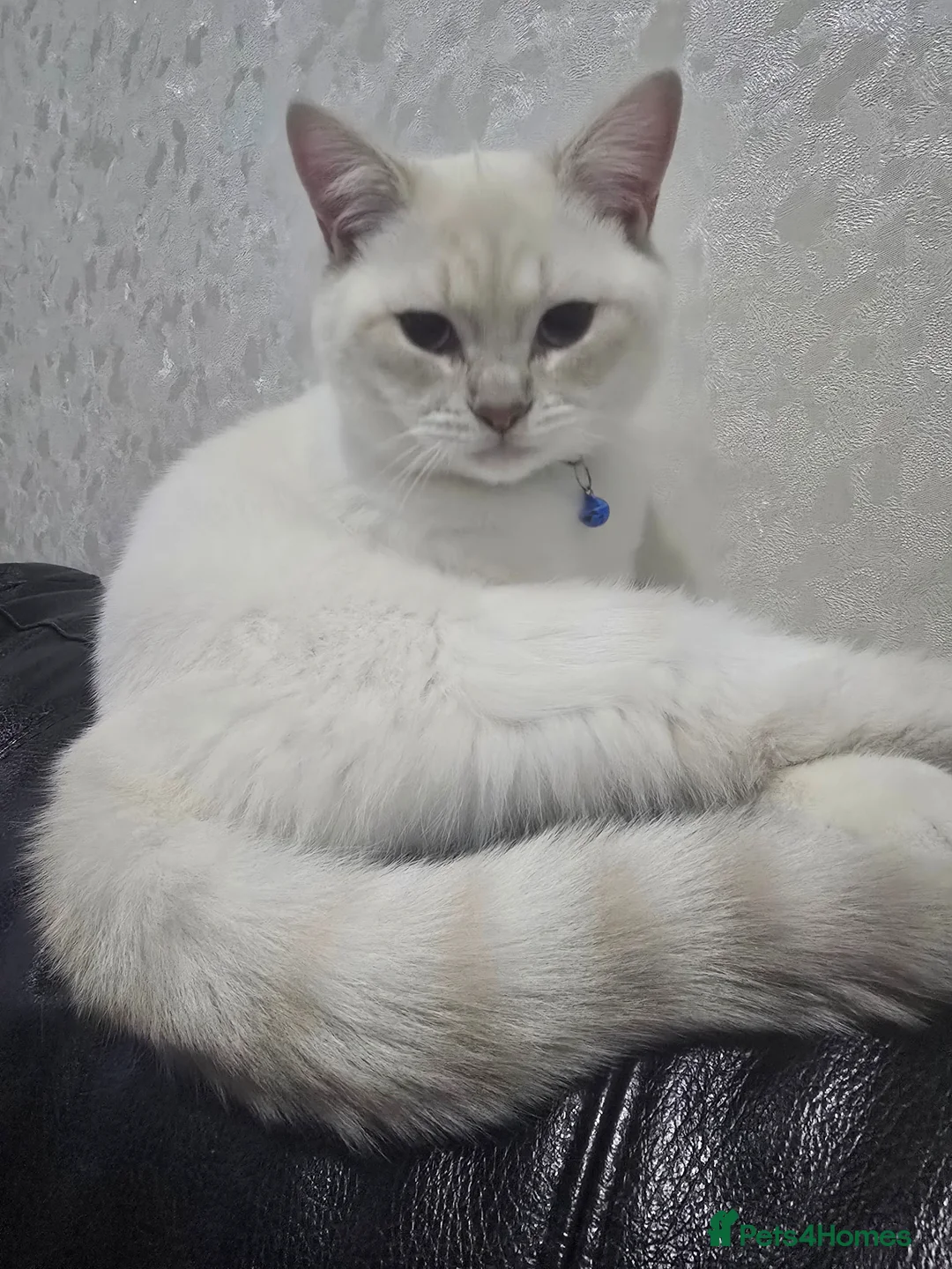 British Shorthair cats for sale: British shorthair in Bradford - Advert 1