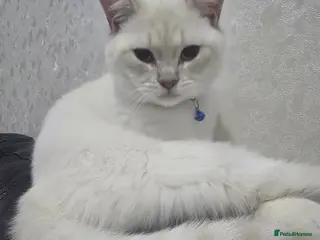 British Shorthair cats British shorthair - Advert 10