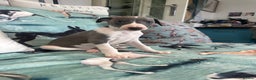 Whippet dogs for sale: Pedigree whippet puppy’s  - Advert 4