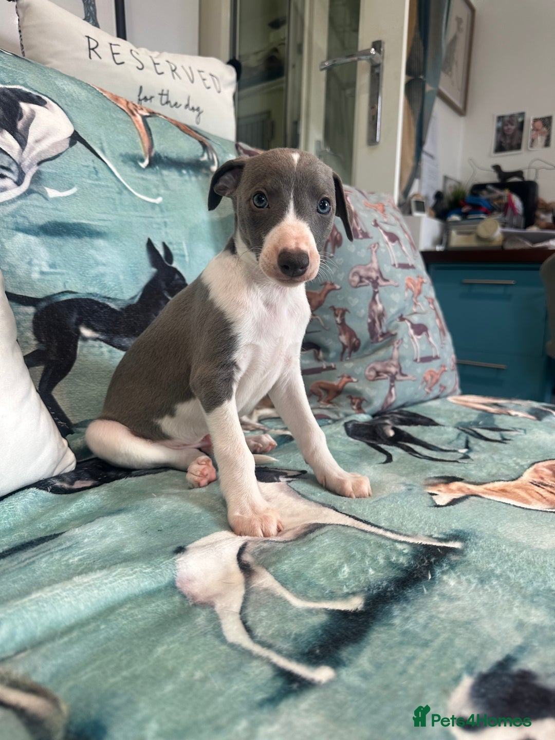 Whippet dogs for sale: Pedigree whippet puppy’s  - Advert 4