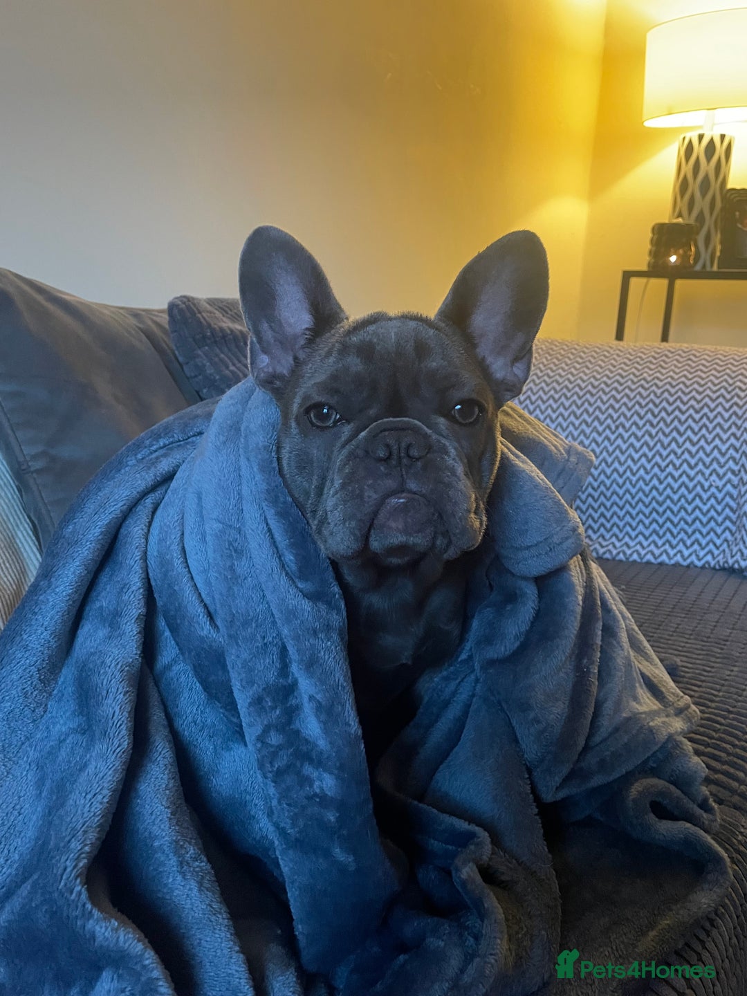 French Bulldog dogs for sale: French bulldog puppies - Advert 2