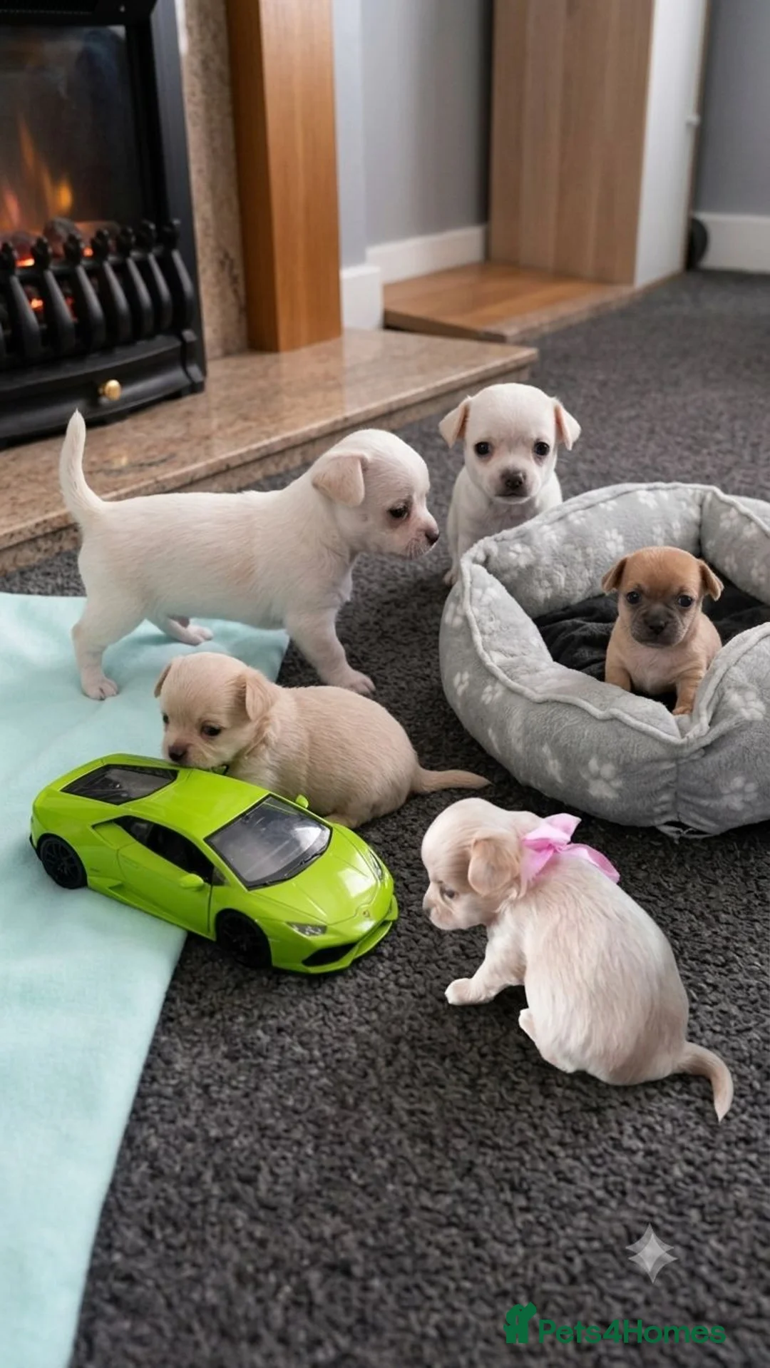 Chihuahua dogs for sale: Adorable Chihuahua puppies:) - Advert 1