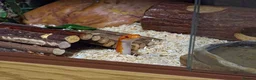 Corn Snake reptiles for sale: Pete- the Fire Stripe Cornsnake  in Nottingham - Advert 9