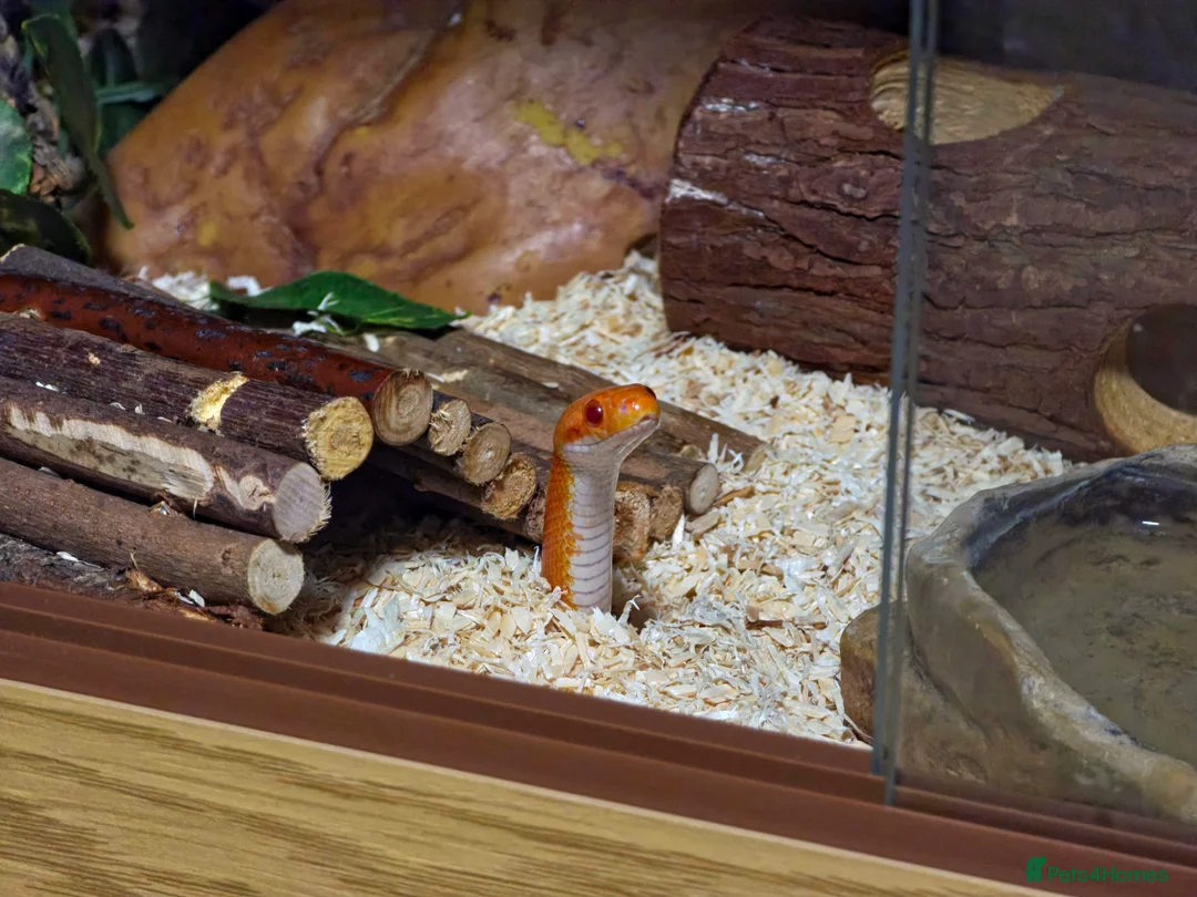 Corn Snake reptiles for sale: Pete- the Fire Stripe Cornsnake  in Nottingham - Advert 9