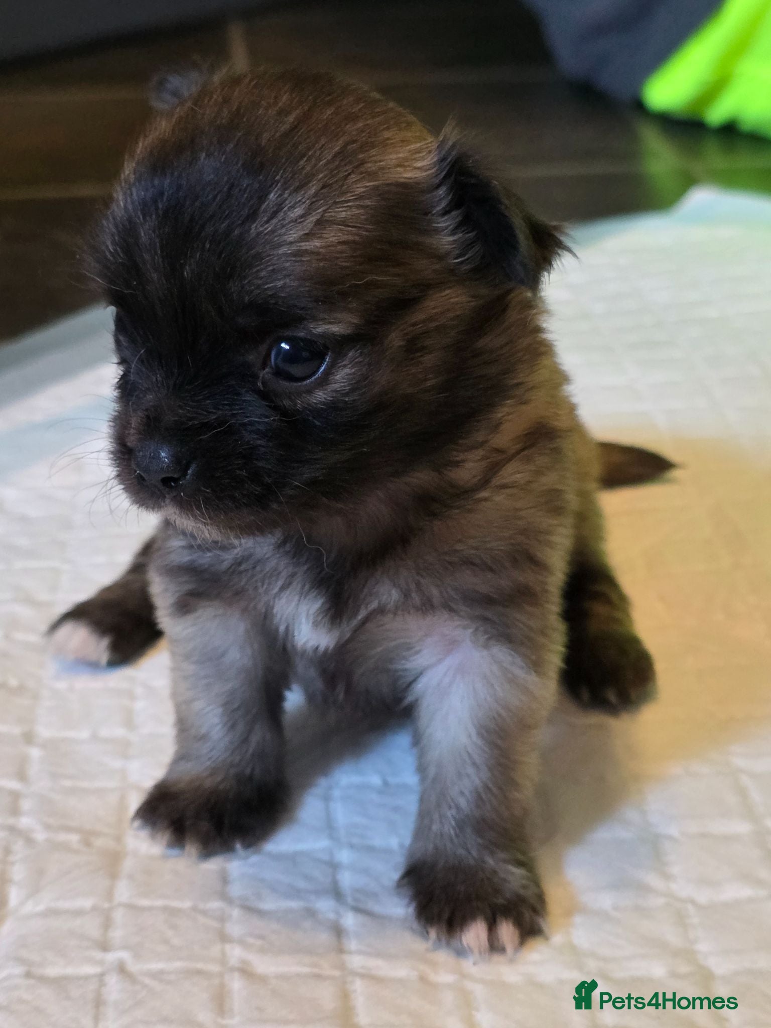 Chihuahua dogs 4 Chihauhau puppies ready end of July - Advert 1