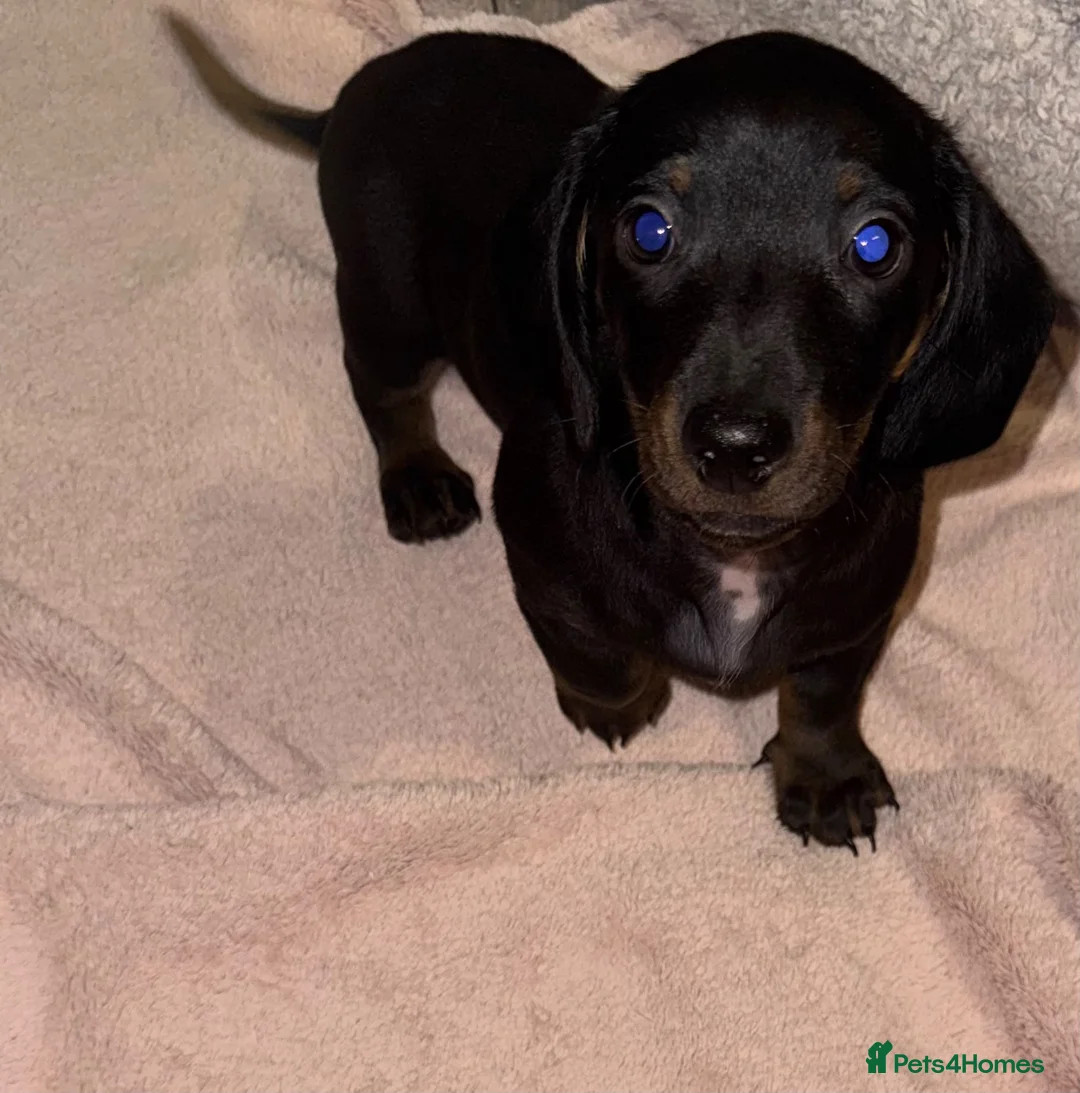 Miniature Dachshund dogs for sale: 3 Miniature Dachshund Puppies  - Advert 11