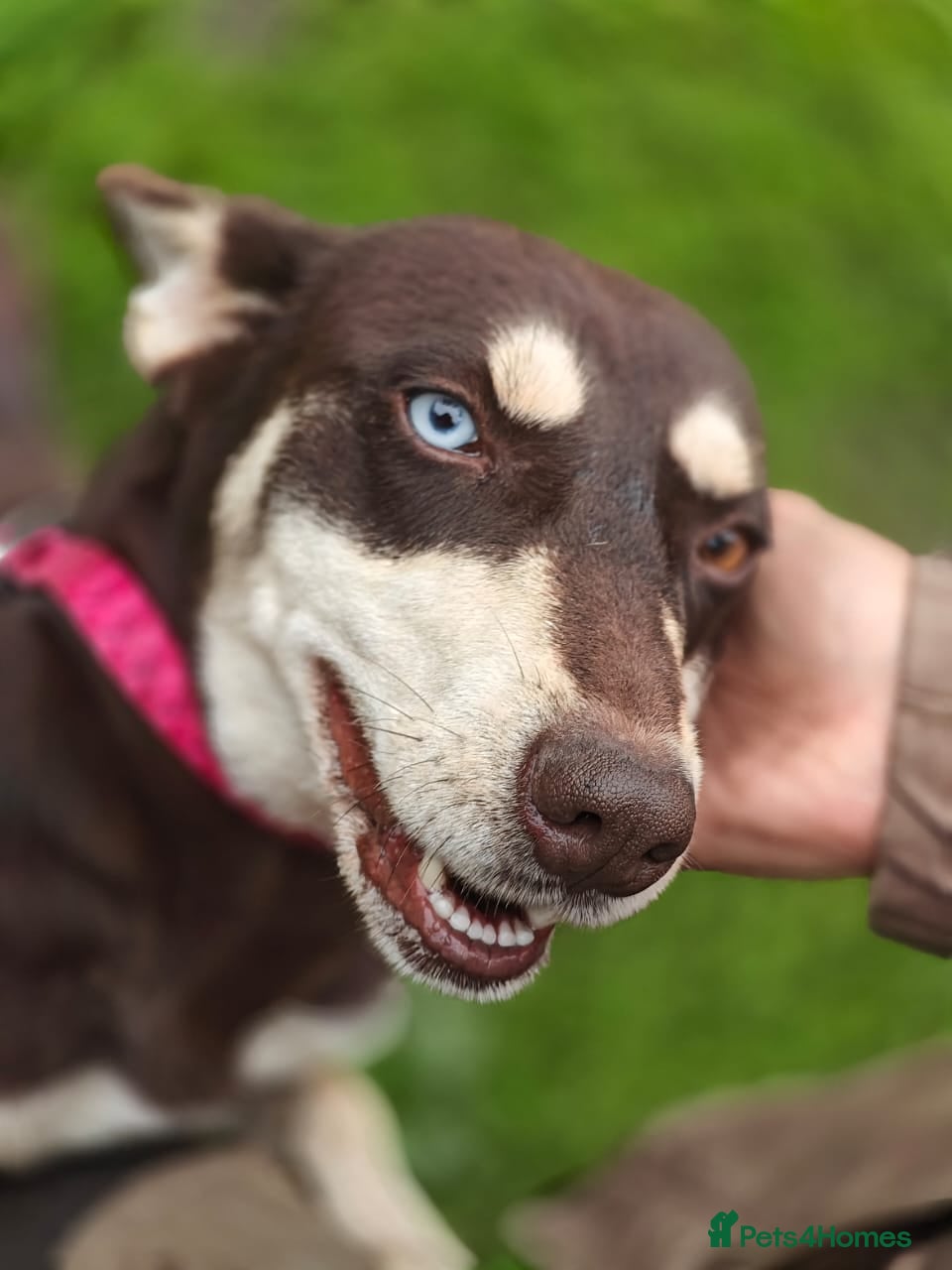 Mixed Breed dogs ❤️AZARA❤️Everything You Could Dream of in a Dog - Advert 1