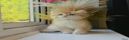 British Shorthair cats for sale: Exceptional GCCF Golden British Shorthair Kittens - Advert 10