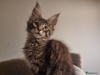 Maine Coon cats TICA REG. Amazing kittens - Advert 5