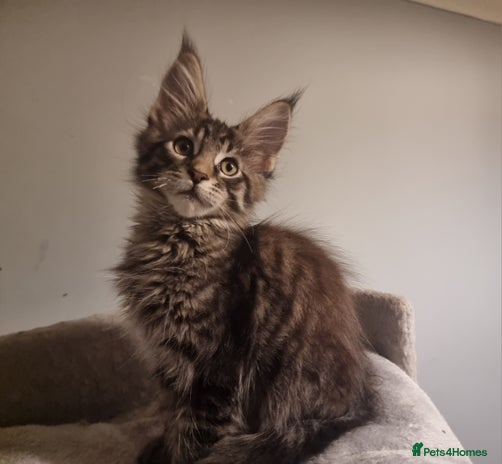 Maine Coon cats TICA REG. Amazing kittens - Advert 7