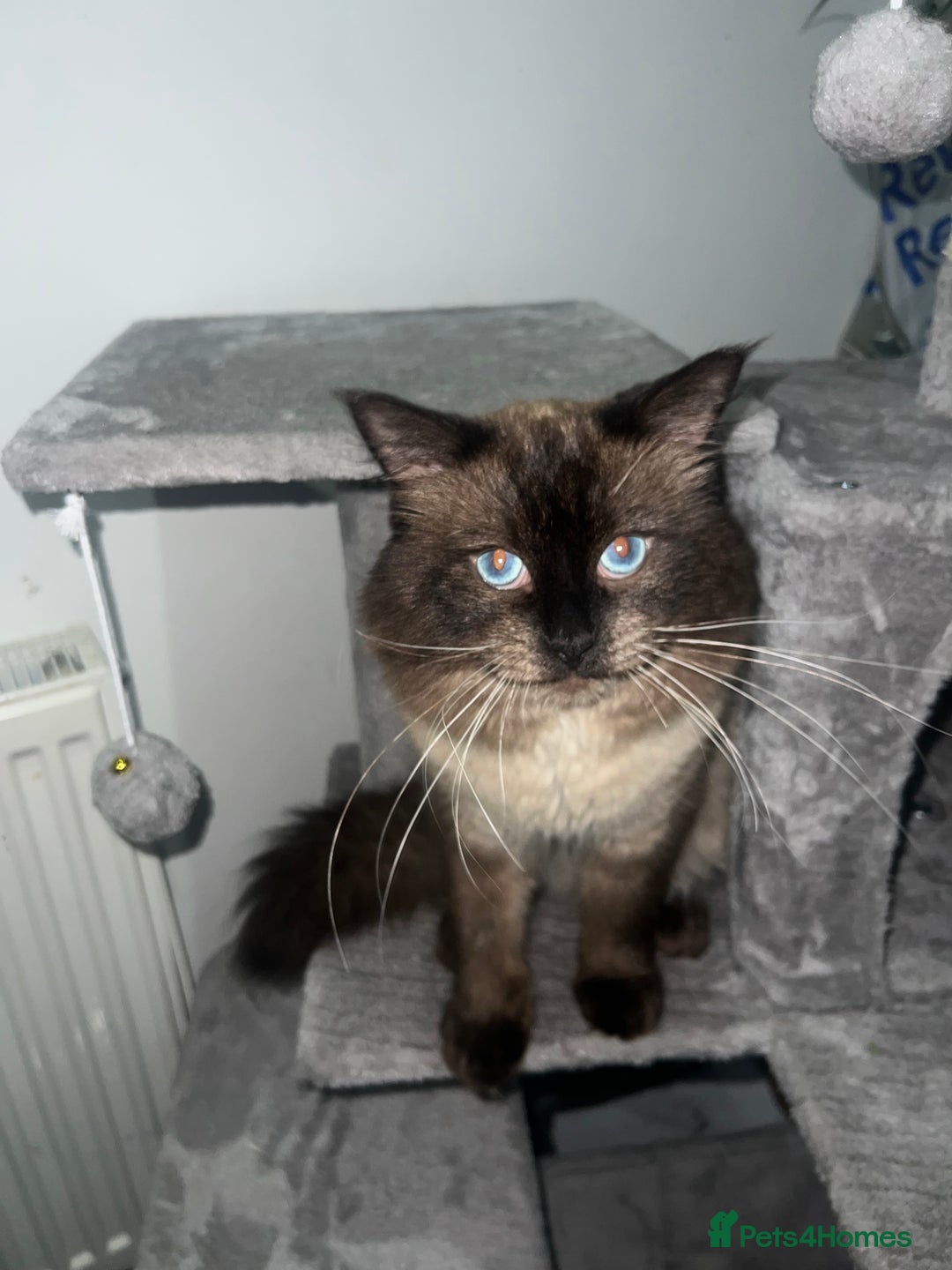 Ragdoll cats for stud: Stunning ragdoll for stud  - Image 8