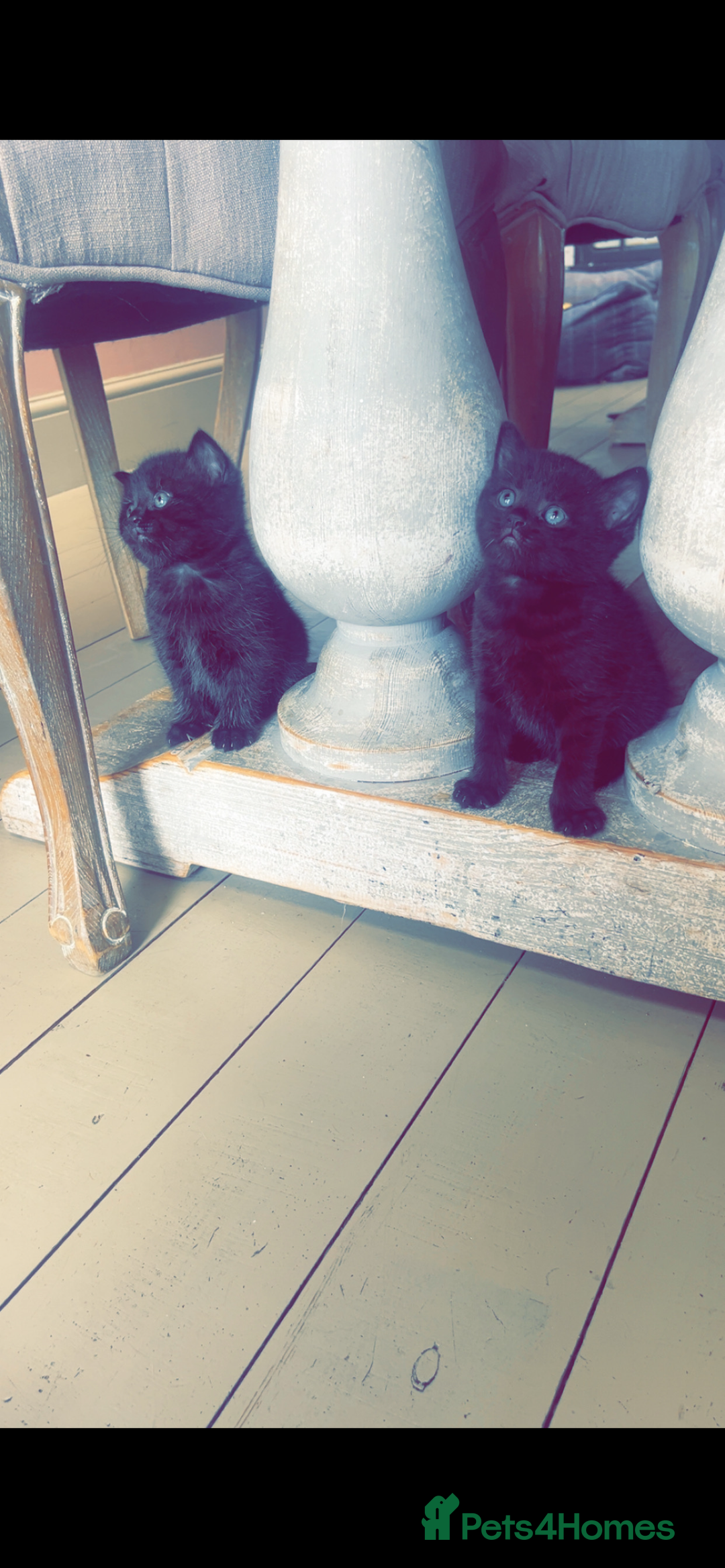 Mixed Breed cats for sale: Half British Blue Kittens  - Image 9