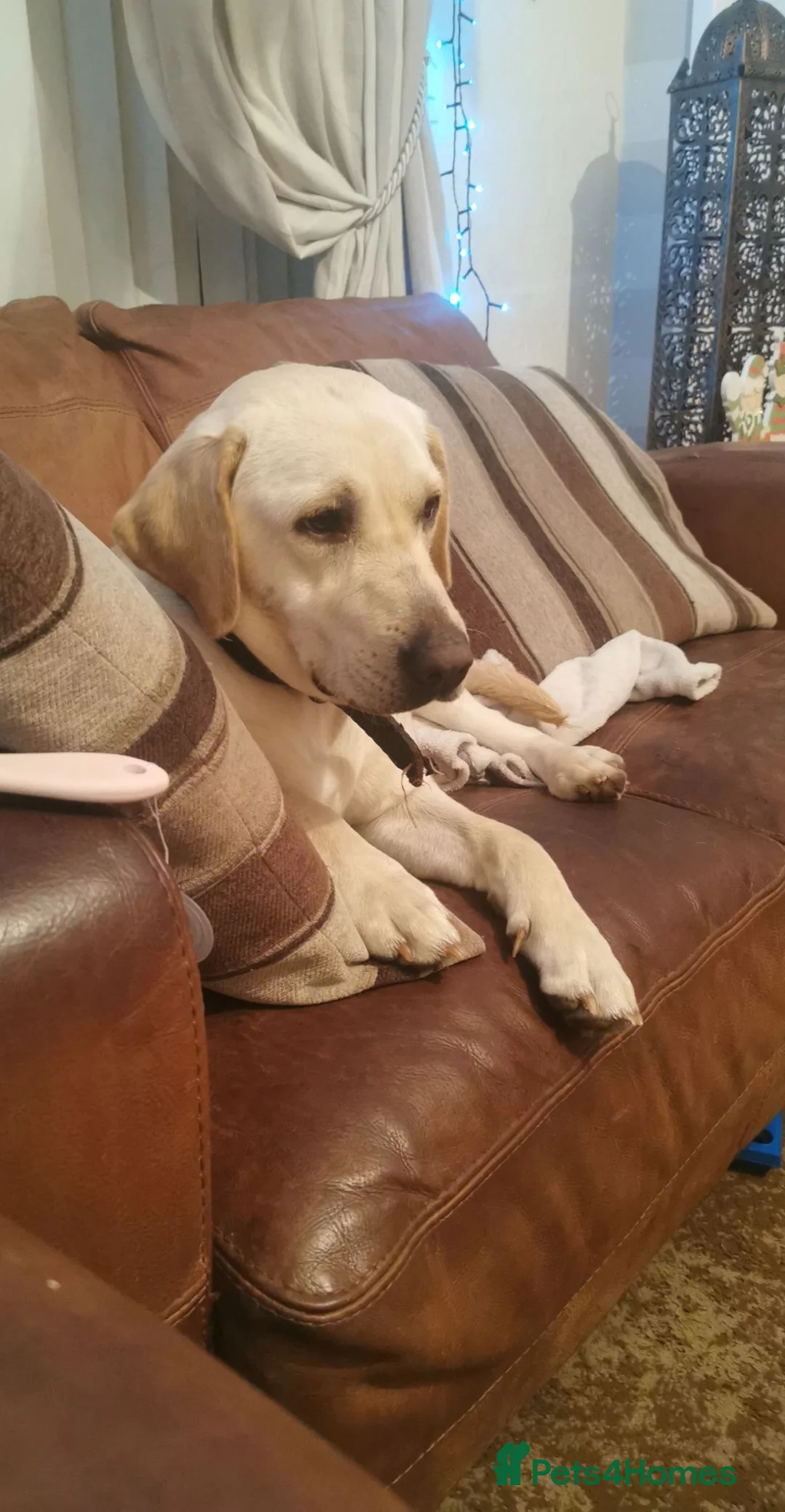 Labrador Retriever dogs for sale: Female yellow lab 7 year old  in Bradford - Advert 1