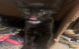 Mixed Breed cats for sale: Gorgeous little panthers - Image 5