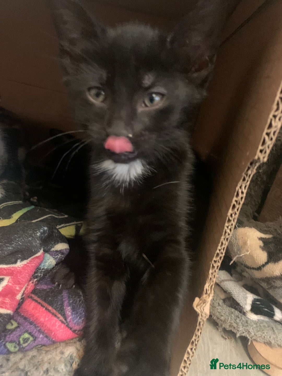 Mixed Breed cats for sale: Gorgeous little panthers - Image 5